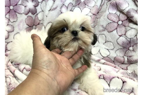 成約済の青森県のシーズー-168856の1枚目
